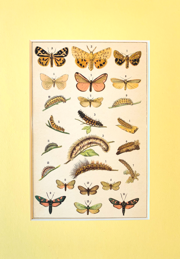 Antique chromo lithograph of the Purple tiger and other moths, 1913