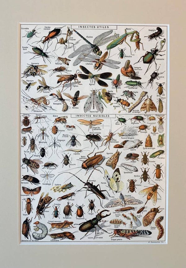Antique chromo lithograph of beneficial and harmful insects, 1922
