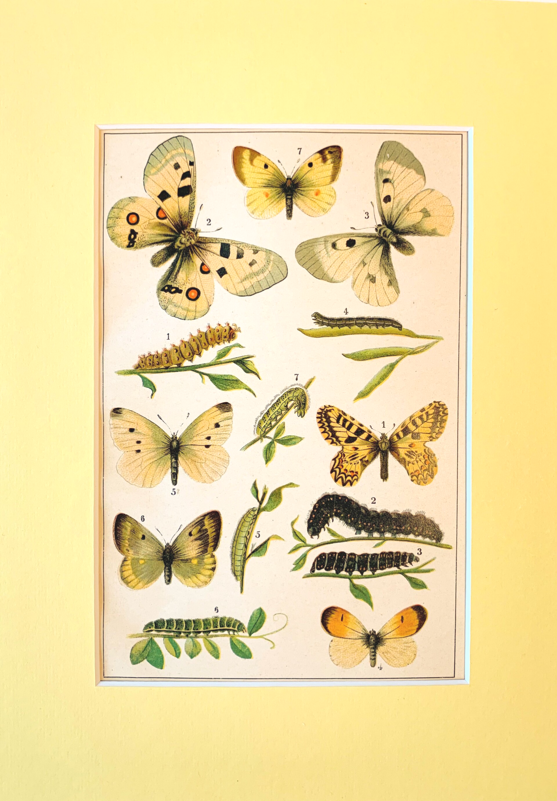 Antique chromo lithograph of the Apollo and other butterflies, 1913