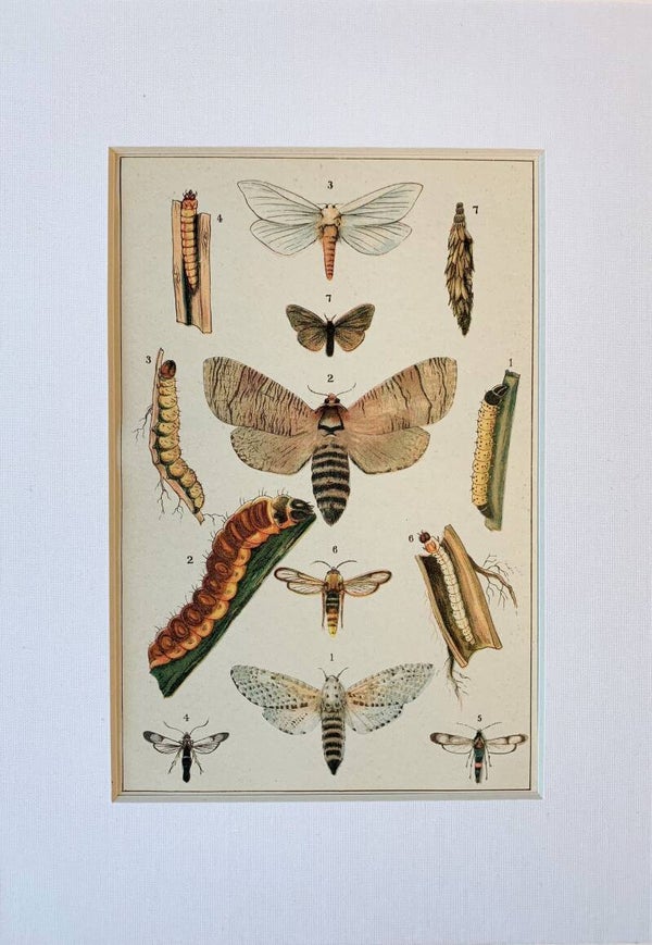 Antique chromo lithograph of the Leopard and other moths, 1913
