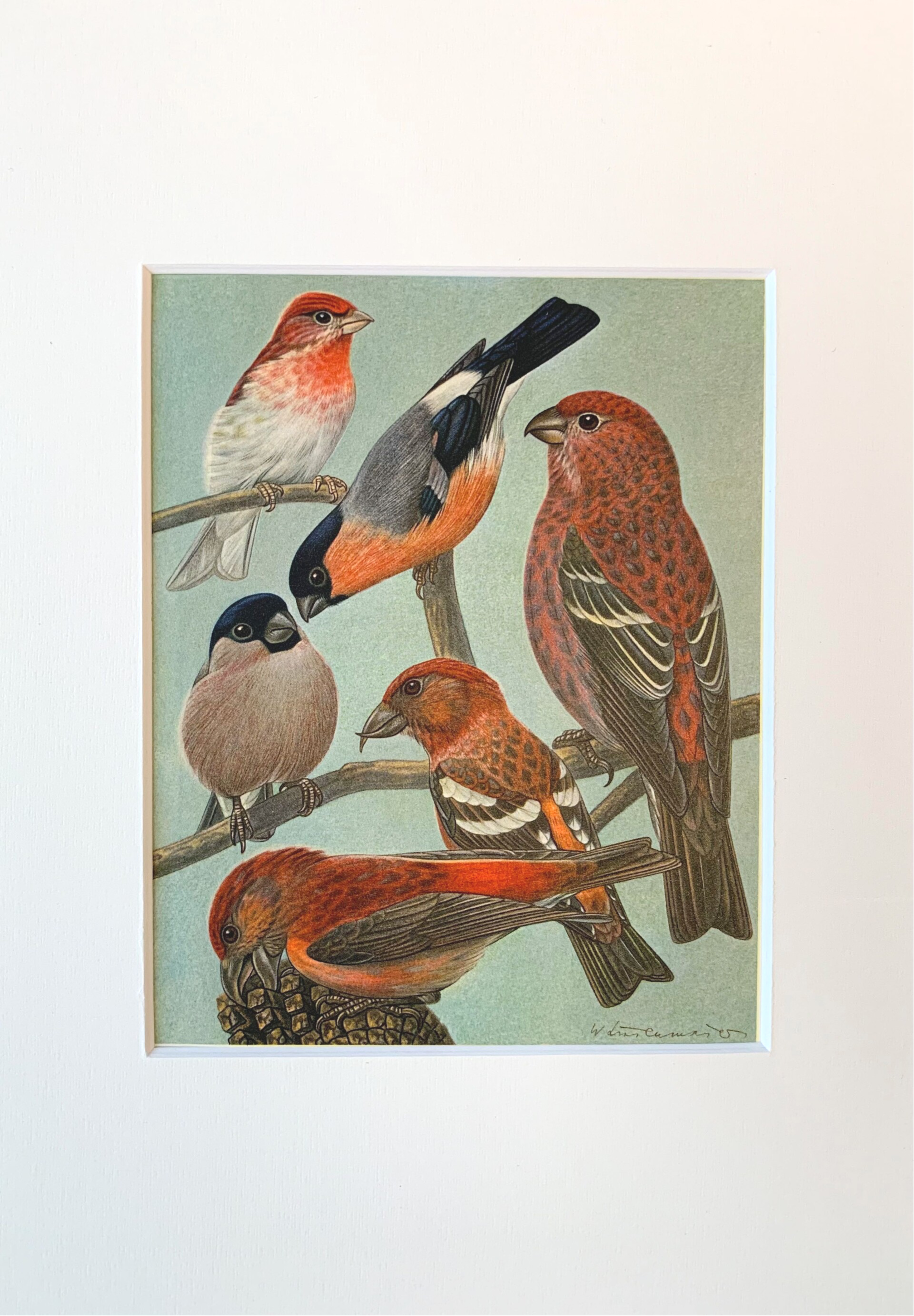 Vintage coloured plate of 5 red-coloured birds