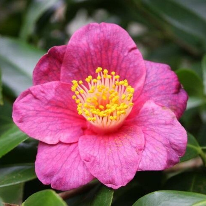 camelia4.jpg