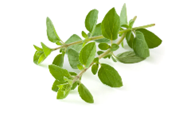 OREGANO HERACLEOTICUM