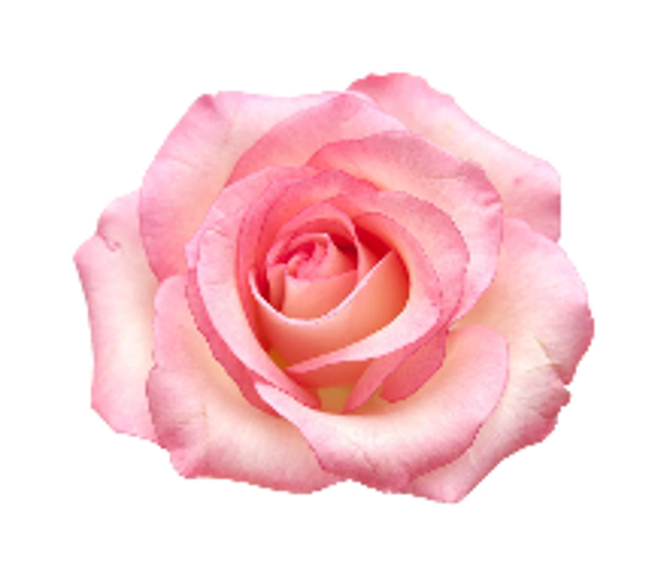 ROSE OTTO BULGARIA