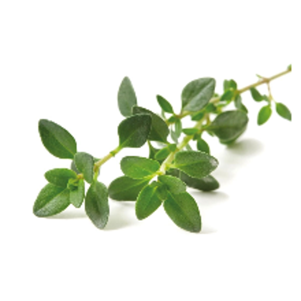 THYME LINALOOL