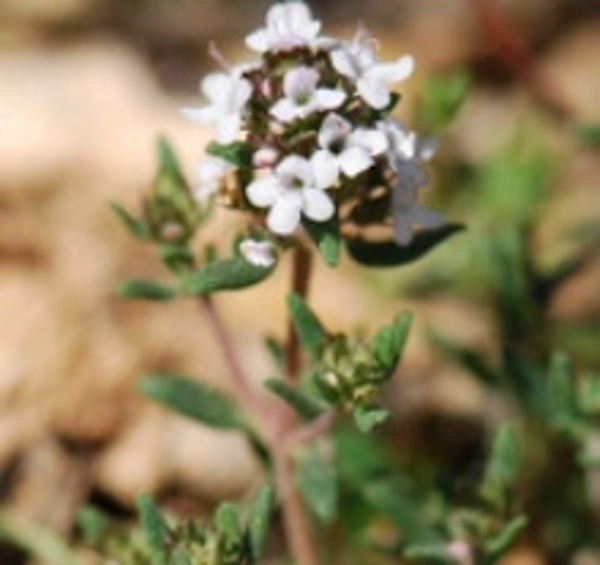 THYME THUYANOL-4