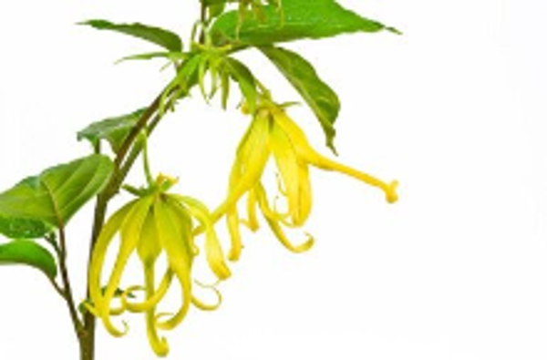 YLANG-YLANG COMPLETE