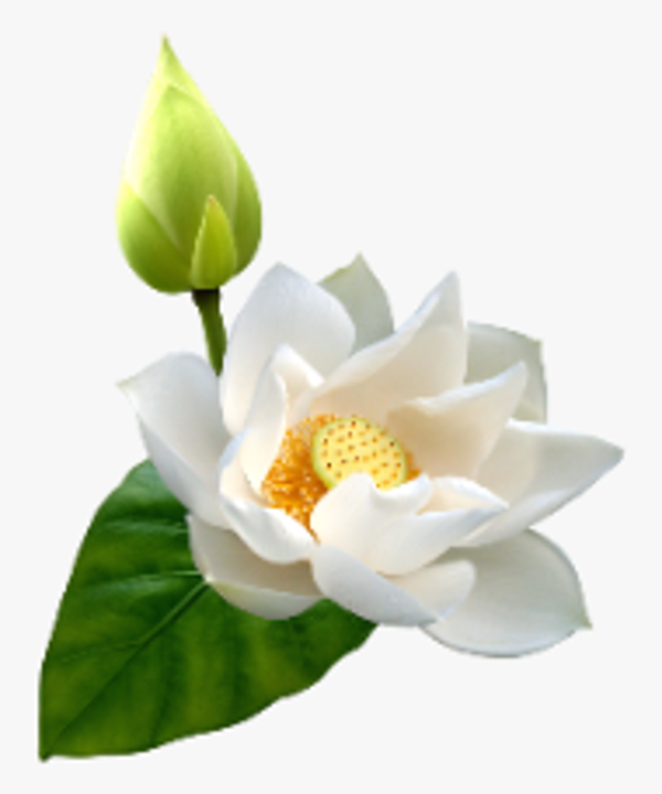 LOTUS WHITE