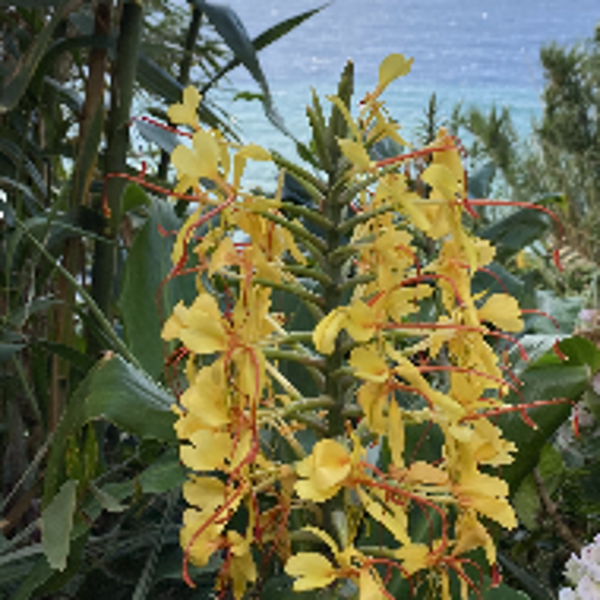 HEDYCHIUM GARDNERIANUM