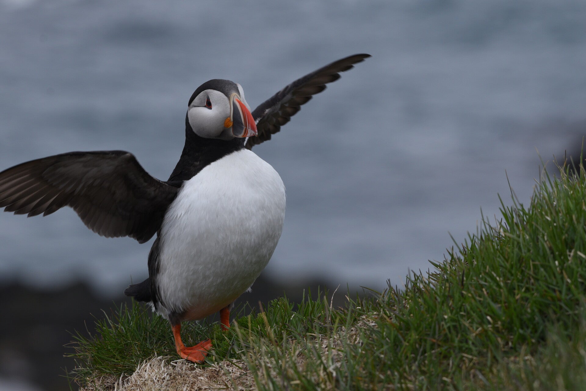 Puffin - Islande.jpg