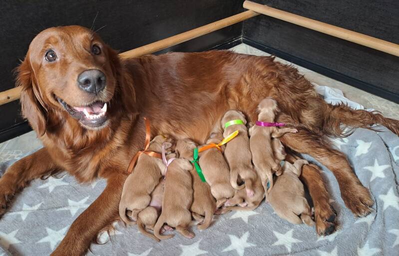 Eine stolze Golden Retriever Mama liegt glücklich neben ihren sieben Welpen, die mit bunten Bändern markiert sind. #GoldenRetriever #Welpen #Hundefamilie #Süß #Liebe