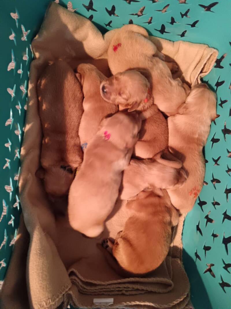 Goldige Welpen kuscheln friedlich in einem türkisfarbenen Korb mit Vogelmuster. Die kleinen Golden Retriever schlafen auf einer beigen Decke. #Welpenliebe #GoldenRetriever #Kuschelzeit #Süß