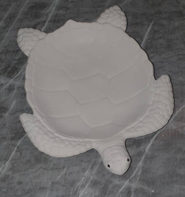Schildkröte Schale