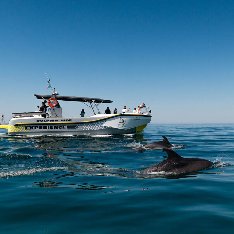 Os golfinhos do Sado a nadar perto de um barco com turistas em Portugal