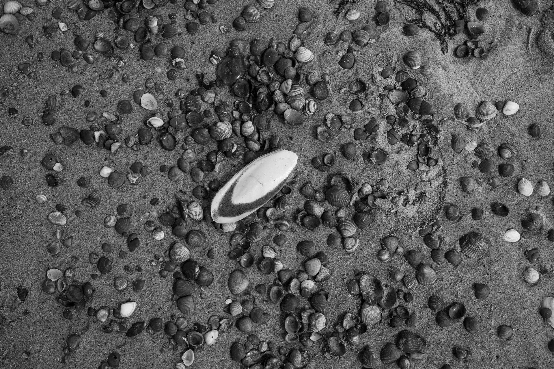 schelpen-strand-standard.jpg