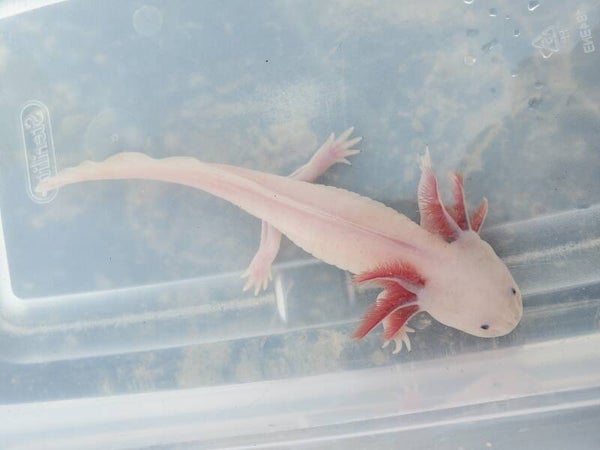 Lottie, Future breeder at Libby Creek Axolotls
