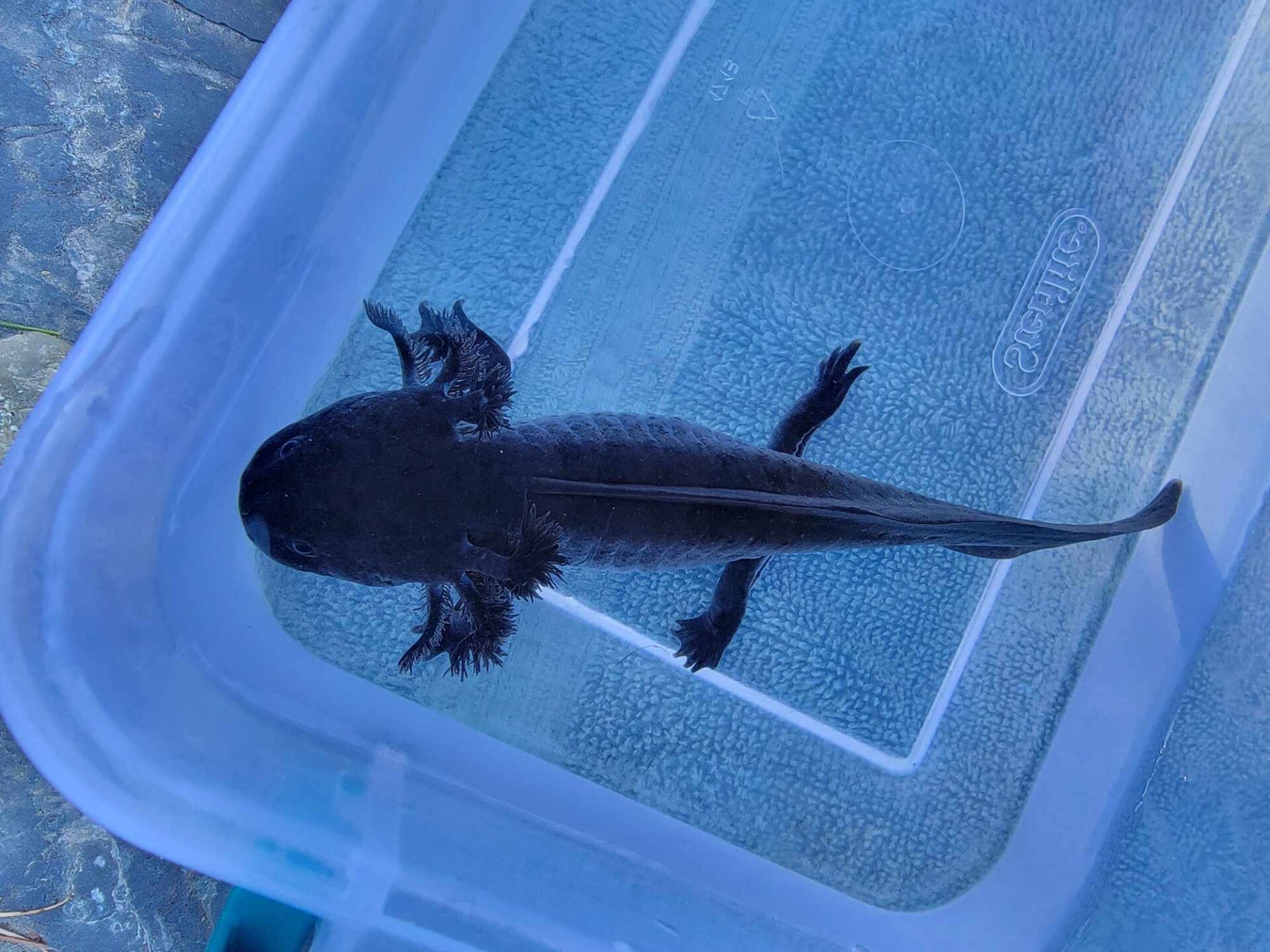 Black Melinoid Axolotl