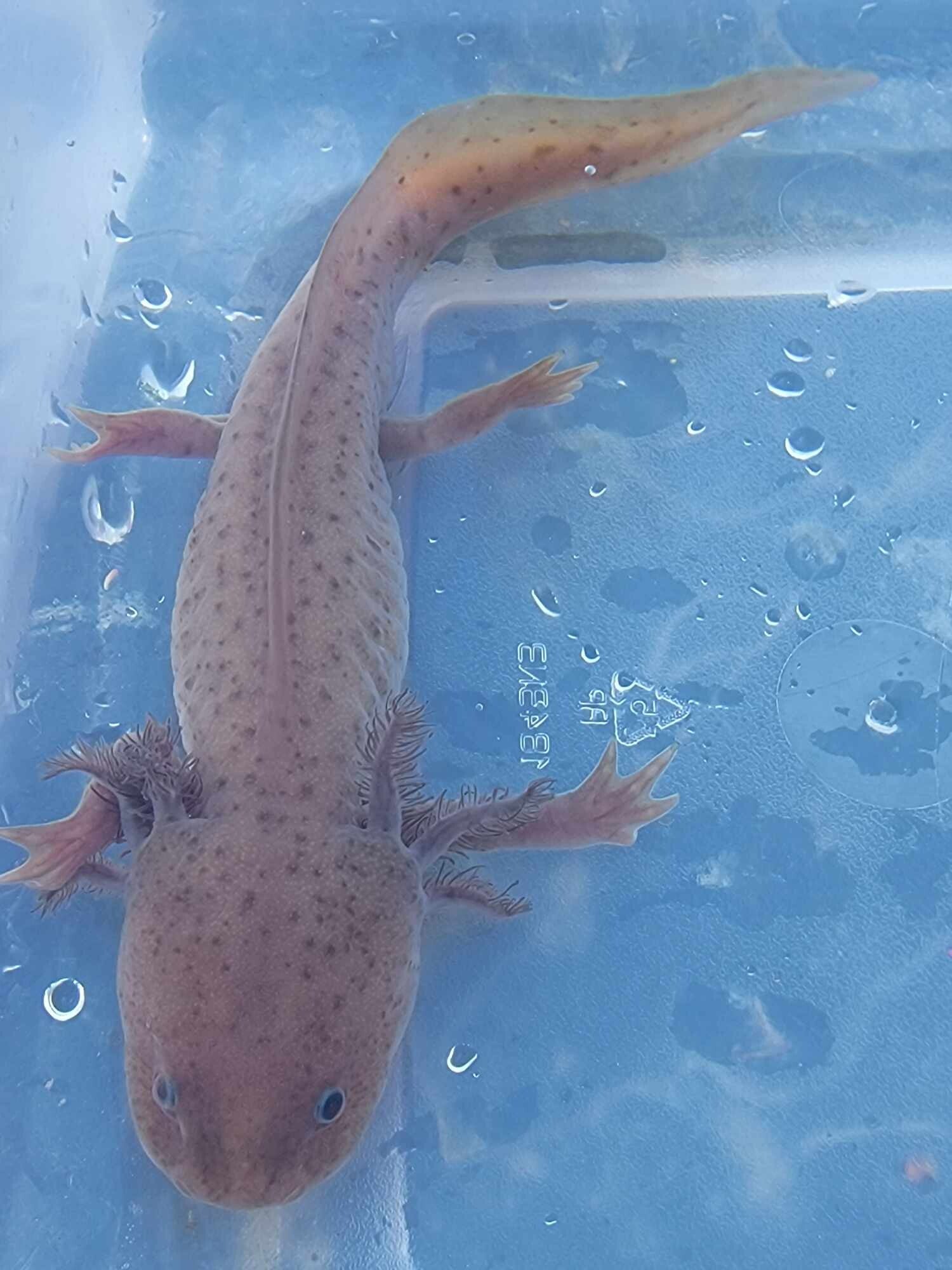Copper Axolotl (Male)
