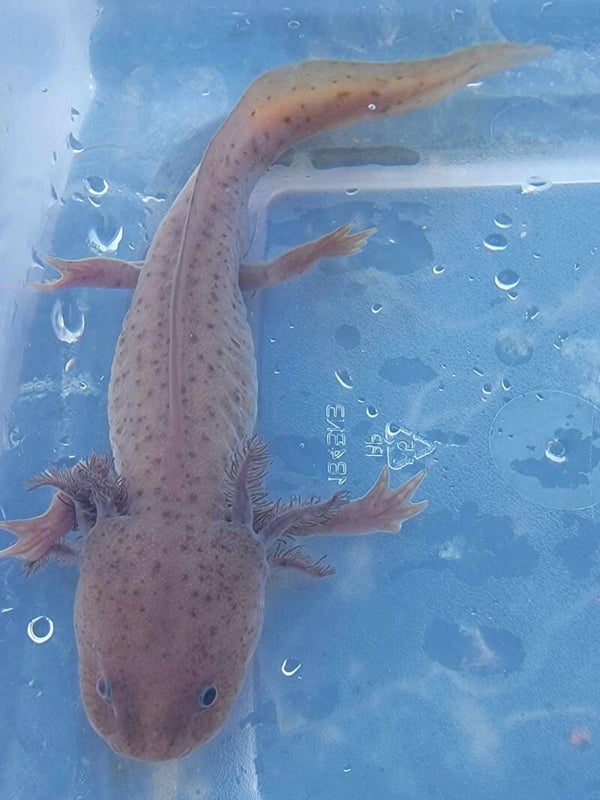 Copper Axolotl (Male)