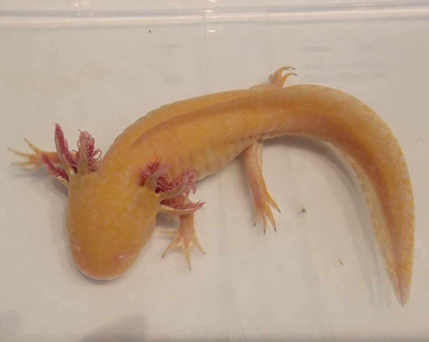 Golden Albino Axolotl