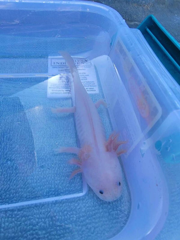 White/Dirty Leucistic Juvenile
