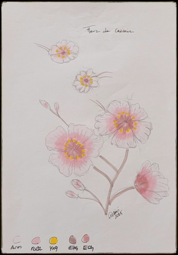 Edition Signature - Collection 2025