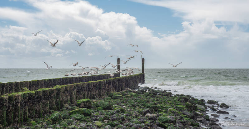 zeeland-9-1-van-1-standard.jpg