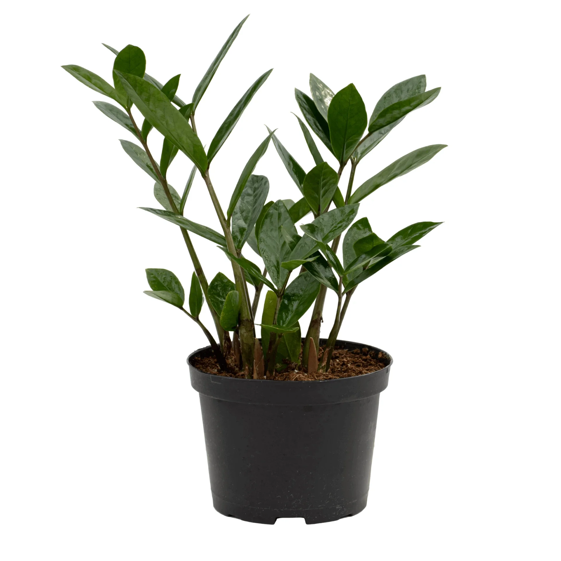 Gellerts ZZ Plant Black (Zamioculcas zamiifolia ‘Raven’) – 14cm Pot