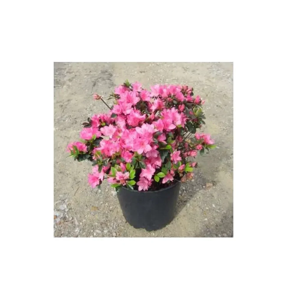 Azalea Kurume – Pink – 2.5 Litre Pot