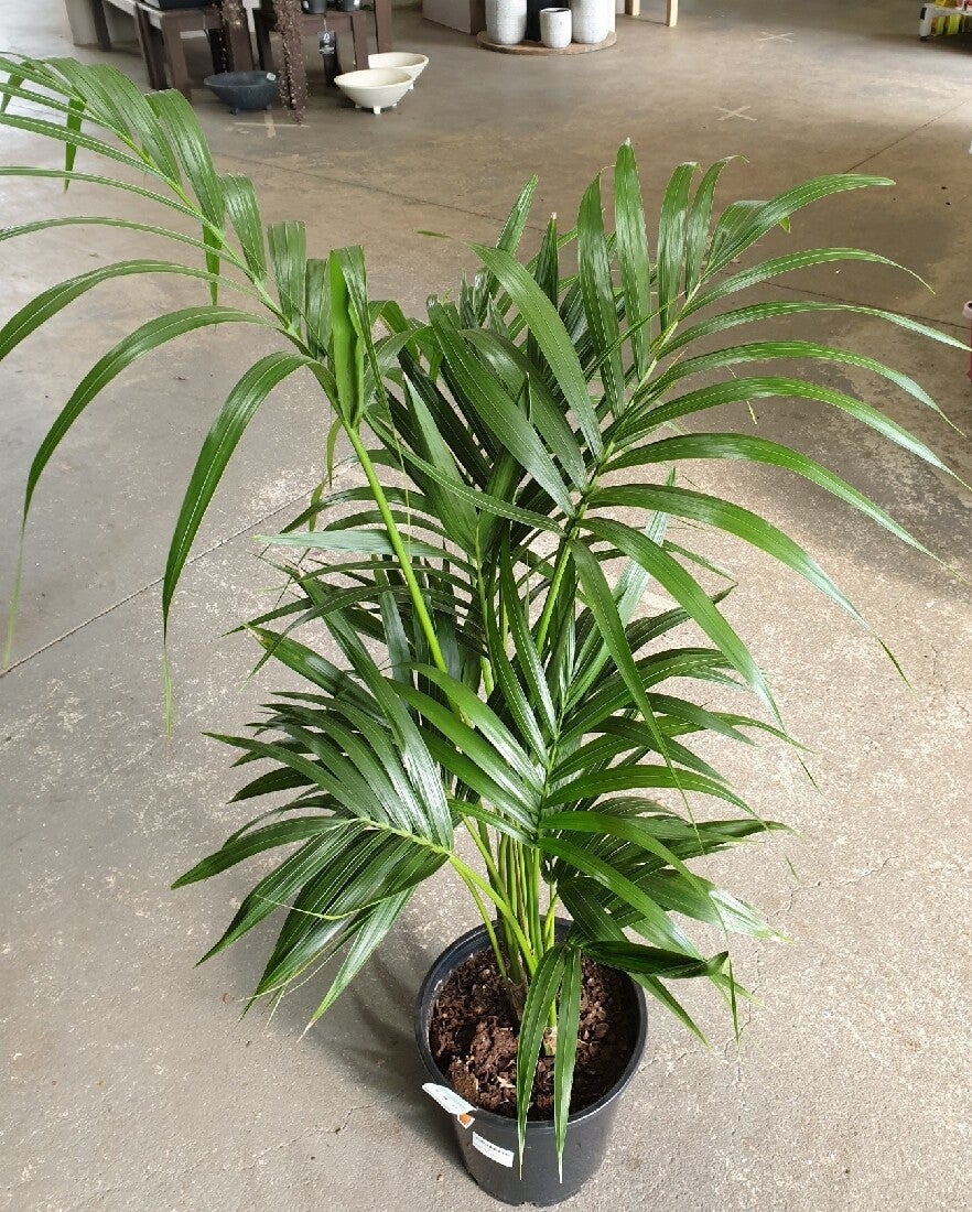 Kentia palm multi 2L