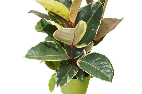 Ficus Elastica Tineke 6 litre pot