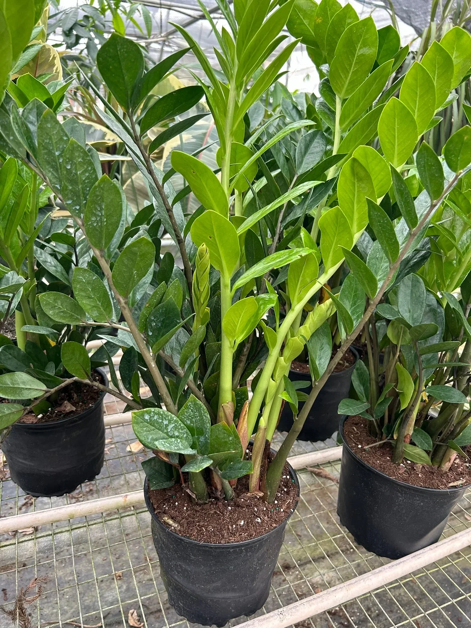 ZZ plant (Zamioculcas zamiifolia) 14cm pot