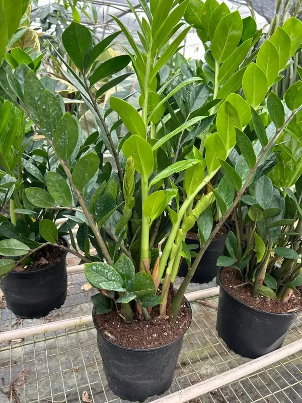 ZZ plant (Zamioculcas zamiifolia) 14cm pot