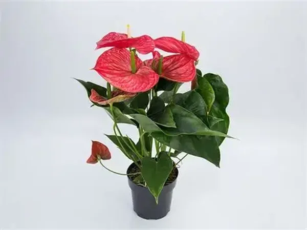 Anthurium Michigan – 14cm Pot