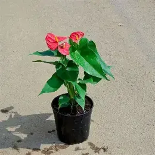 ANTHUIRUM – Red – 1.3 Litre Pot