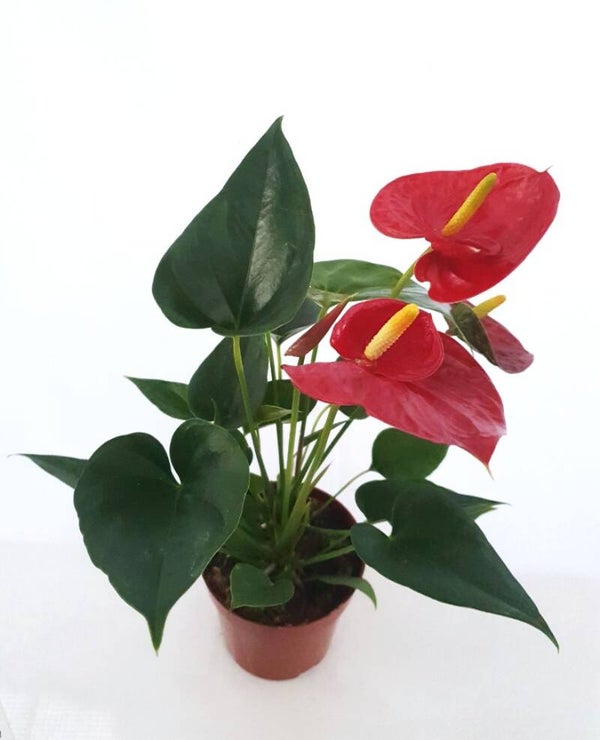 Anthurium ‘Aroha’ (Anthurium andreanum) – 12cm Pot