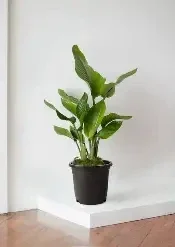 Strelitzia reginae (Bird of Paradise) – PB5 Bag