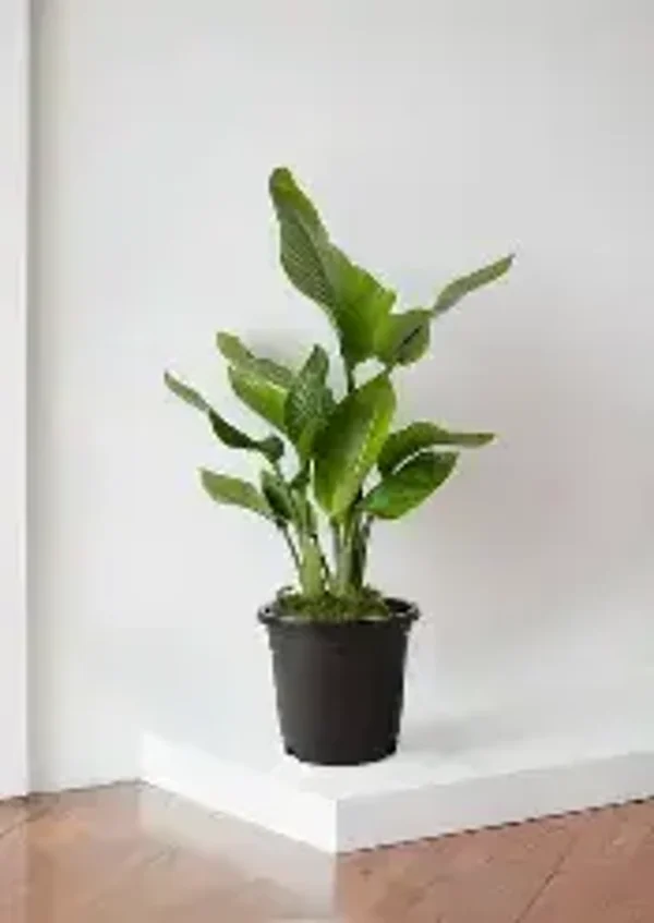 Strelitzia reginae (Bird of Paradise) – PB5 Bag
