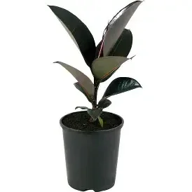 Ficus 'Black Knight' (Rubber Plant) – 1.3 Litre Pot