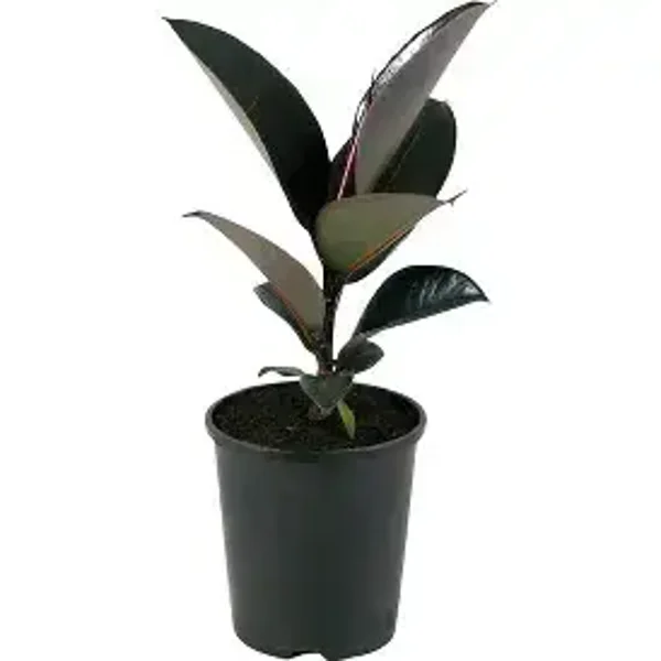 Ficus 'Black Knight' (Rubber Plant) – 1.3 Litre Pot