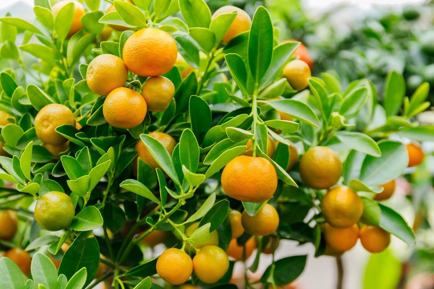 Calamondin – Citrus (Grafted)