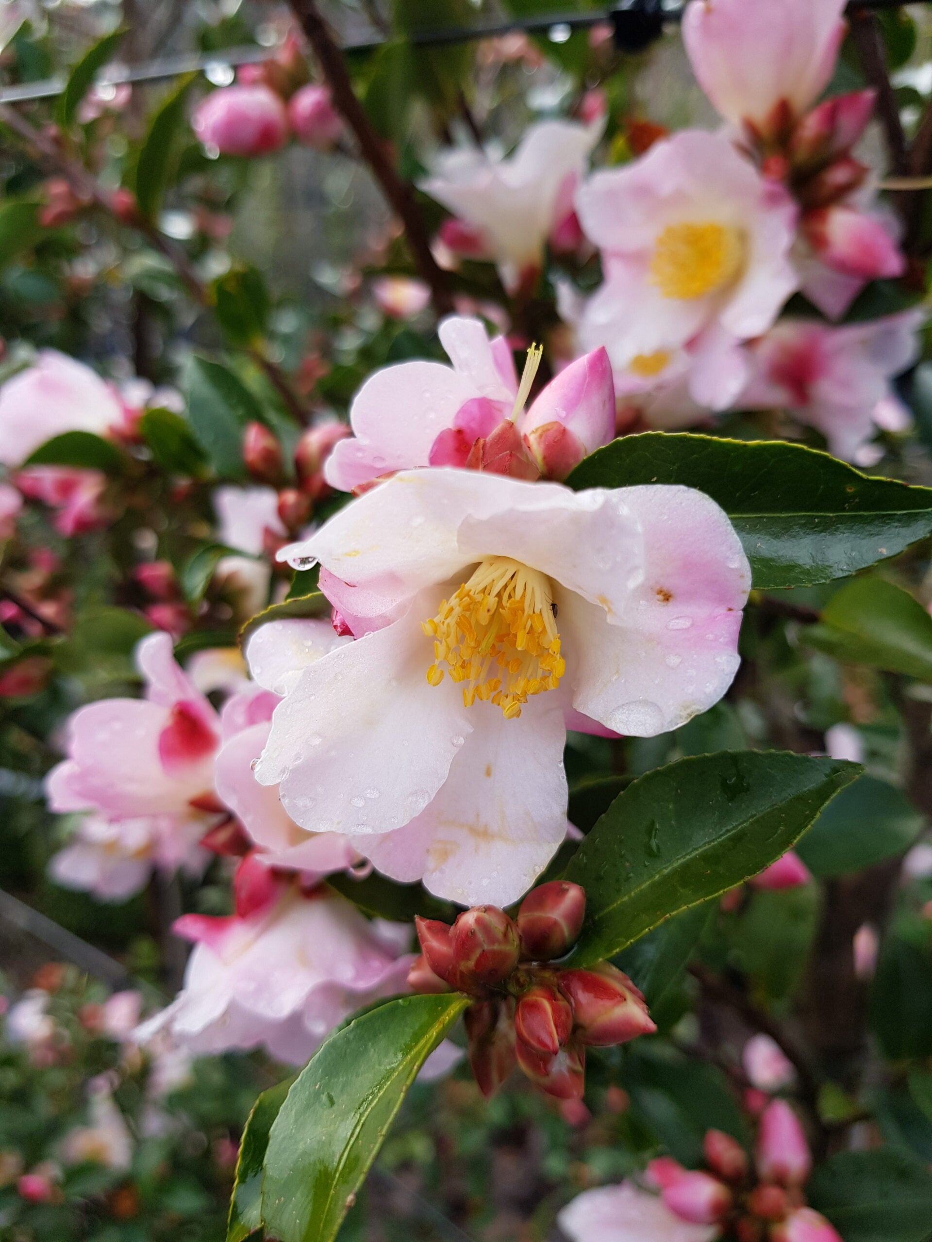 Camellia 'Fairy Blush' – 4 Litre Pot
