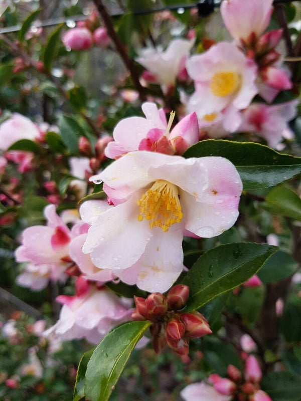 Camellia 'Fairy Blush' – 4 Litre Pot