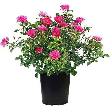 Pink Flower Carpet Rose