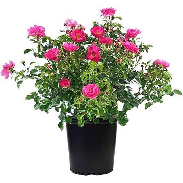 Pink Flower Carpet Rose