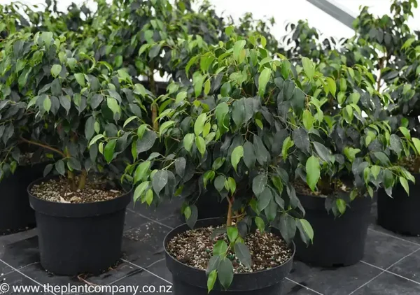Ficus benjamina 'Wintergreen' 3.3L pot