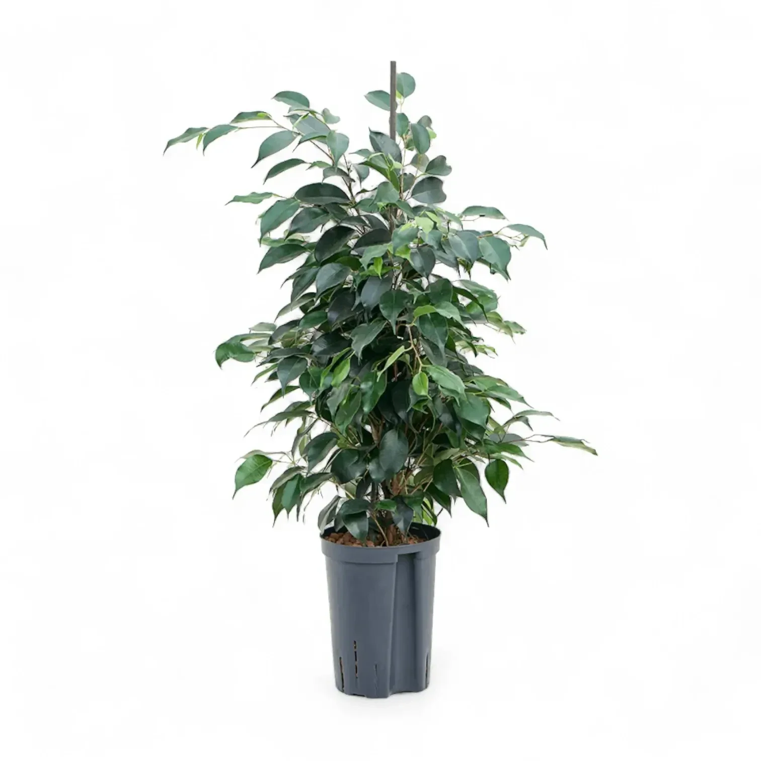 Ficus benjamina 'Danielle' 3.3L pot
