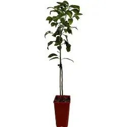 Golden Special Grapefruit – Kwan Citrus (Grafted)