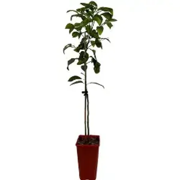 Miyagawa Mandarin – Citrus (Grafted)