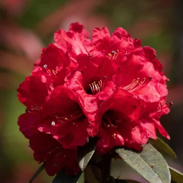 Rhododendron ‘Rubicon’ – 4 Litre Pot
